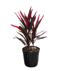 Red Sensation